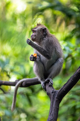 Monkey sits on a branch of the tree and eats sweet potato.