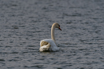 Obraz premium mute swans on the lake