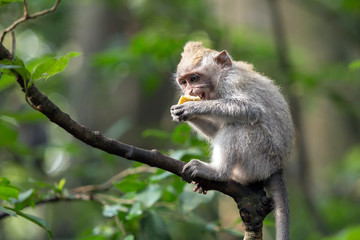 Monkey sits on a tree branch and eats sweet potatoes.