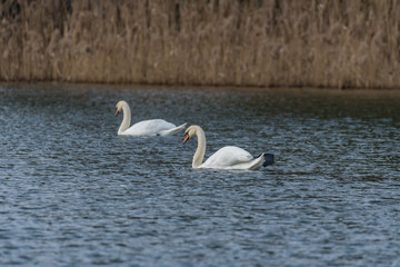 mute swans on the lake
