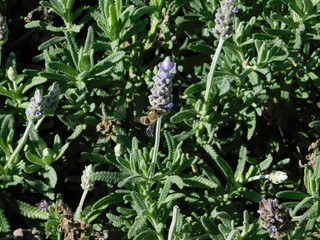 A honey bee, or Apis mellifera on a lavender, or Lavandula flower