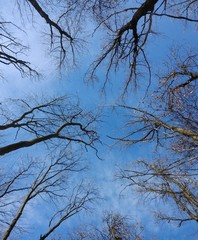 Trees