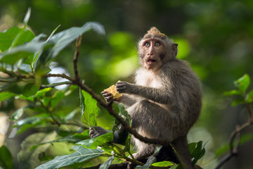 Monkey sits on a tree branch and eats batata.