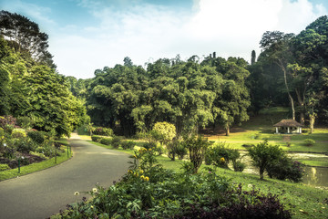 Alley in park garden with landscape design in Royal Garden Peradeniya in Sri Lanka nearby Kandy surroundings 