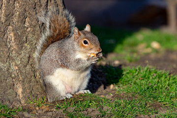 Naklejka na ściany i meble Cute squirrel eating nuts on the garden of Saint James`s park of London
