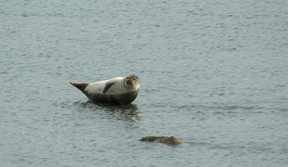 Fototapeta premium Seal sprawled on a stone in the middle of the lake.