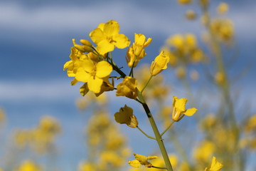 Natur