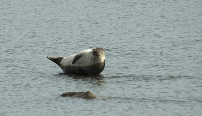 Seal sprawled on a stone in the middle of the lake.