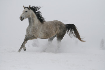 arab horse on a snow slope (hill) in winter runs gallop