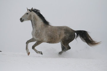 Fototapeta na wymiar arab horse on a snow slope (hill) in winter