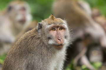 Closeup portrait of the monkey.
