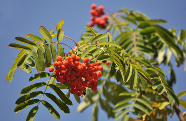 A cluster of red rowan berries