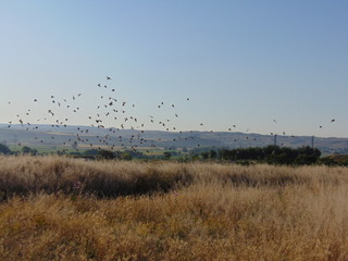 Pájaros volando