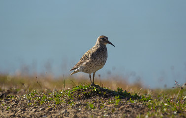 Sandpiper in his habitat on Svalbard, Arctic