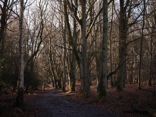 Wintertime in Epping Forest in Essex England