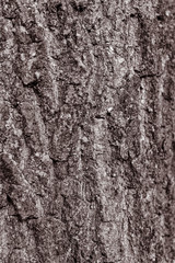 Baumrinde