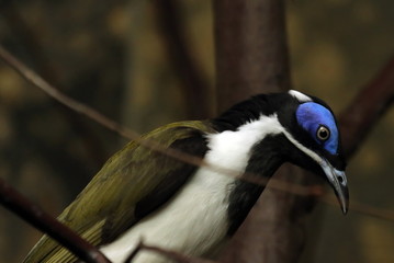 Blauohrhonigfresser