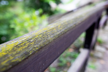 Fototapeta premium wooden handrail with a moss in the park
