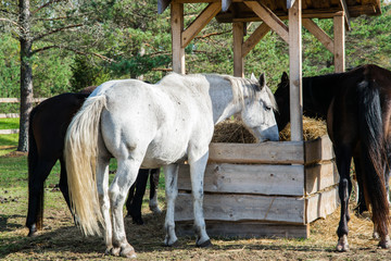 Several horses chewing hay in the pen.