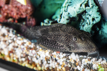 Obraz na płótnie Canvas Aquarium catfish closeup