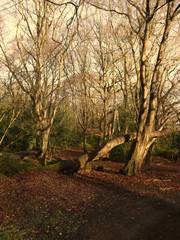 Naklejka premium Wintertime in Epping Forest in Essex England