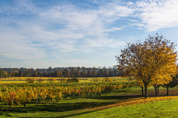 Denbies vineyard, Dorking, Surrey, England, UK