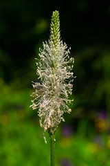 Hoary Plantain or Plantago media blossom in weed macro with bokeh background, selective focus,...
