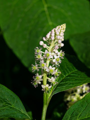 Indian poke or Phytolacca acinosa blossom close-up at flowerbed, selective focus, shallow DOF