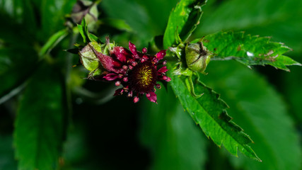 Flower of Purple marshlocks or swamp cinquefoil, Comarum palustre macro, selective focus, shallow DOF