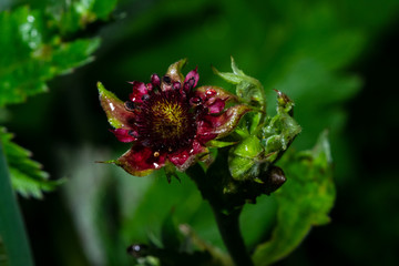 Flower of Purple marshlocks or swamp cinquefoil, Comarum palustre macro, selective focus, shallow DOF