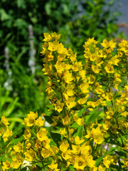 Garden or Yellow loosestrife, Lysimachia vulgaris, blossom close-up, selective focus, shallow DOF