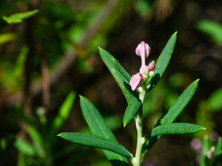 Fototapeta na wymiar Flower Bog rosemary or Andromeda polifolia close-up, selective focus, shallow DOF