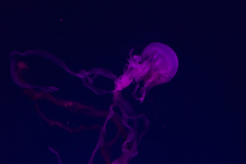 Beautiful jellyfish close up. Chrysaora chinensis. Malaysian sea nettle jellyfish.