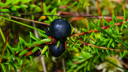 Black crowberry, Empetrum nigrum, berry on branch with needle-like leaves, close-up, selective focus, shallow DOF