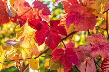 Close up of autumn foliage at Denbies vineyard, Dorking, Surrey, England, UK