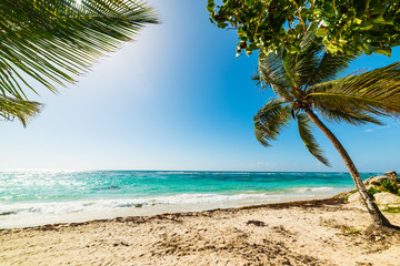 Palm trees in Raisins clairs beachin Guadeloupe island