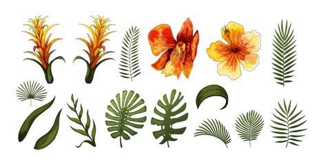 Exotic Flowers, Tropical Leaves design elements. Vector floral illustrations