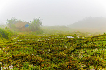 Vietnam, Sa Pa, Rice fields in fog