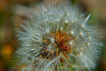 Diente de le&oacute;n (Molinillo)