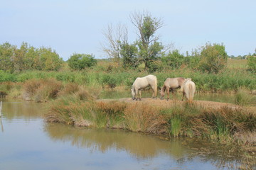 White horses in the botanical and zoological nature reserve of Camargue, France