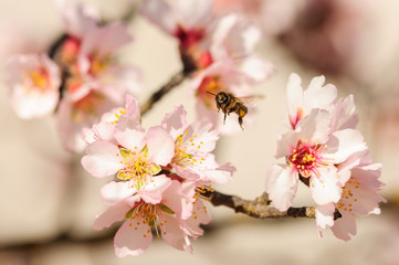 Honey bee fly in almond flower, bee pollinating almond blossoms