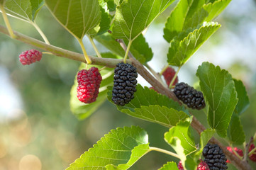 Ripe mulberry berries on a branch with leaves in the garden. Green berry background.