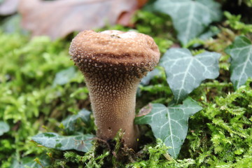 Pilz