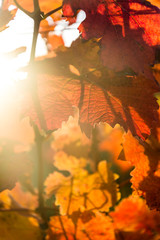 Close up of autumn foliage at Denbies vineyard, Dorking, Surrey, England, UK