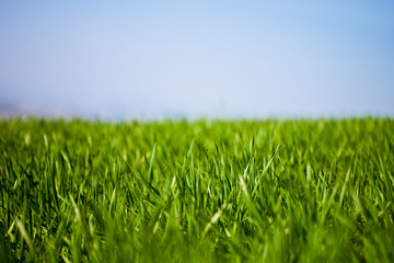 Fototapeta premium Field of green grass and sky