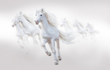 Naklejka na ściany i meble many white horses running, isolated on white background