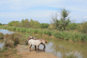 White horses in the botanical and zoological nature reserve of Camargue, France