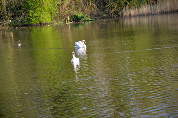 łabędź łabędźie svan   © Dreamnordno