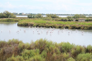 Beautiful Pink flamingos in Camargue pond, botanical and zoological nature reserve in France