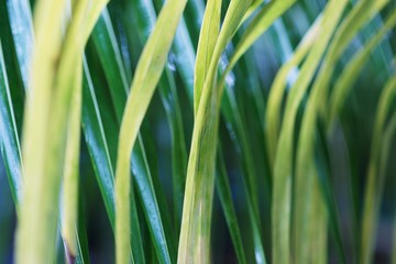 Obraz premium Leaves Close-Up